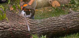 Best Hedge Trimming  in Port Ludlow, WA