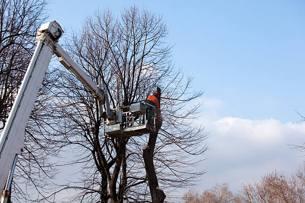 Trusted Port Ludlow, WA Tree Care Experts