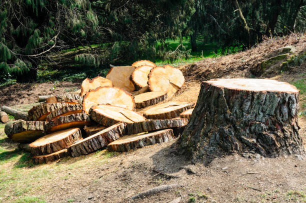 Best Utility Line Clearance  in Port Ludlow, WA